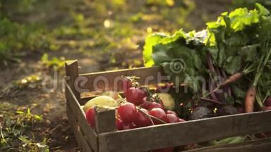 在日落光线下，生态农场地面上有机收获西红柿、甜菜、土豆、胡萝卜、萝卜的木箱